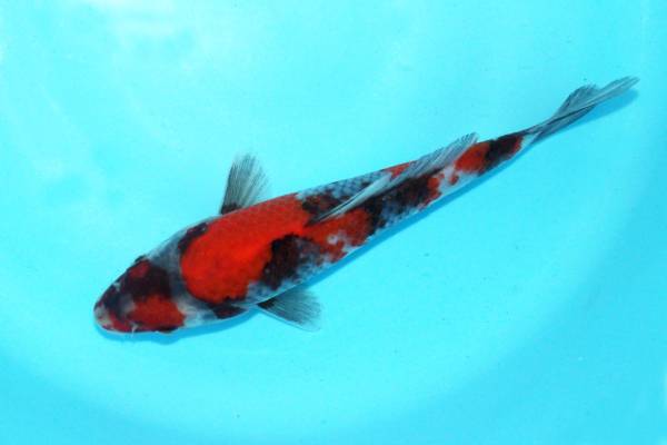 6G284◎27年産 大日系昭和三色10匹セット19～22cm ★新着★