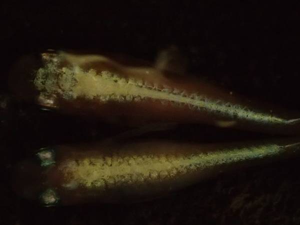 岐阜ペパーミント 純金メダカ 金兜の子! 1ペア 完成度60％ №22