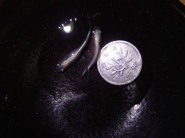 岐阜ペパーミント 純金メダカ 金兜の子! 1ペア 完成度60％ №22