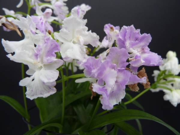 ウチョウラン　　マダラ交配苗NO199