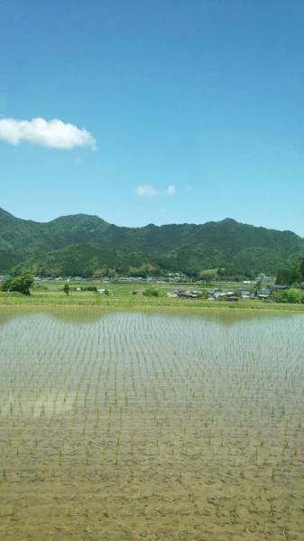 数量限定　28年度産コシヒカリ　150kgパック