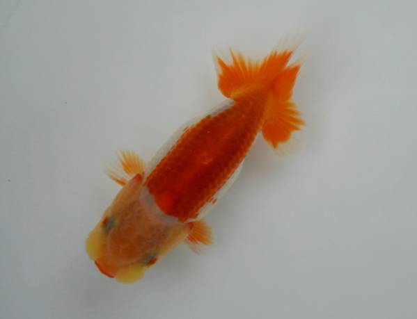 ■日らん大関獲得経験者■田中氏作仔■当歳・9cm・雄・動画■4