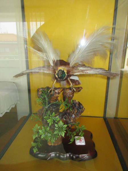 極楽鳥の剥製　置物　ガラスケース入り　直接取り引き希望 極楽鳥 剥製 極楽鳥の剥製 置物 ガラスケース入り 直接取り引き希望 A