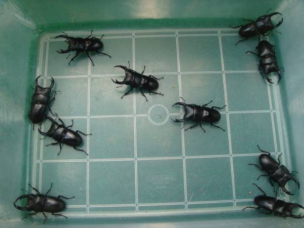 国産オオクワガタ10ペア イベント用にどうですか?その3