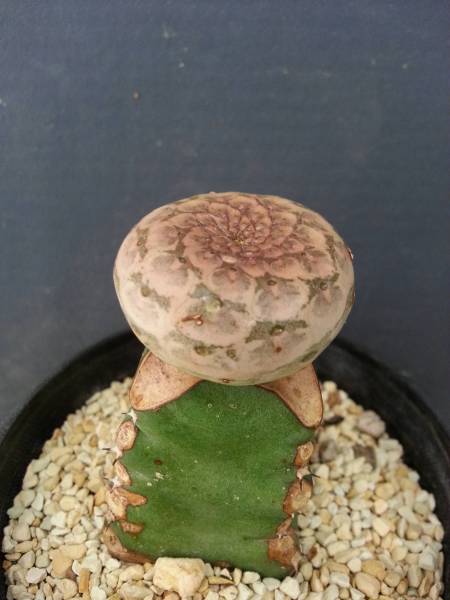 ツルビニフォルミス ユーフォルビア 「多肉植物」ユーフォルビア