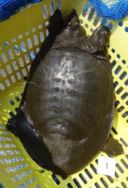 天然すっぽん　2.6kg・1.7kg・1.6kg　計3匹