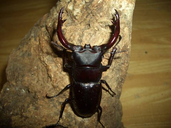 人気種！フォルスター・キヨタミ♂６６ｍｍペアー＃１