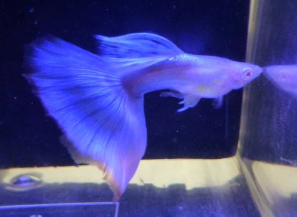 レア　国産　RRE.Aシンガーブルーネオンタキシード（１ペア）