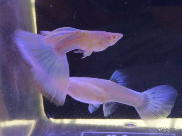 レア　国産　RRE.Aシンガーブルーネオンタキシード（１ペア）