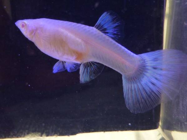 レア　国産　RRE.Aシンガーブルーネオンタキシード（１ペア）