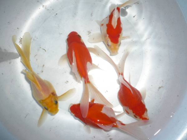 ★山古志発★A56 5匹長尾で13,5cm前後 玉サバ
