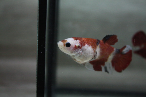 約5.5cm かなりお腹パンパン！ジャイアント鯉 メス7319