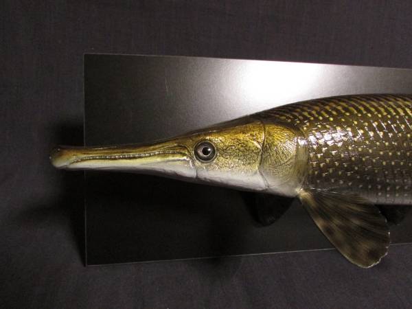 ○1円～ハンドメイド アリゲーターガー壁掛け 魚フィギュア 【公式通販】
