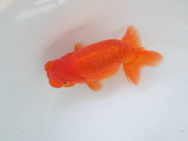 浜松らんちゅうペア（雄・雌）（更紗系統らんちゅう）明け二歳魚 