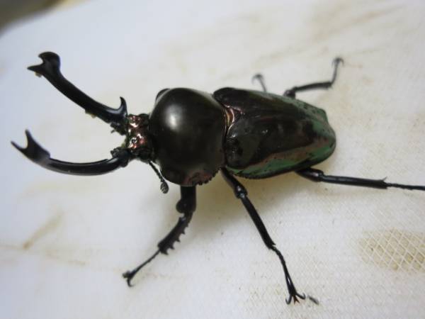 ◎　ニジイロクワガタブラック大型血統即ブリ ♂60 ♀40 NO18