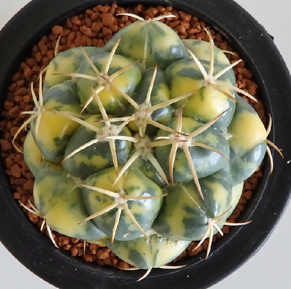 サボテン多肉植物☆　象牙錦　カキ仔　8ｃｍ　極上班　⑪