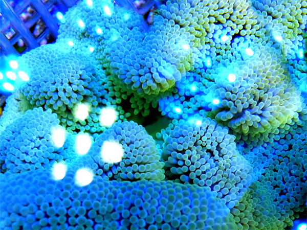 美美☆★ハタゴイソギンチャク★☆+おまけ★国産