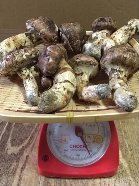 北海道産天然松茸 400g 8本 マツタケ 北海道産天然松茸 400g 8本 マツタケ