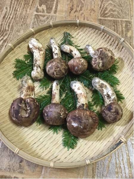 北海道産天然松茸 400g 8本 マツタケ 北海道産天然松茸 400g 8本 マツタケ