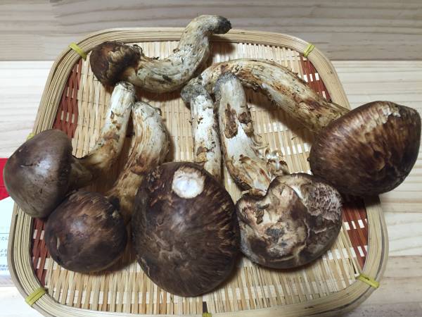 北海道産 3日採り マツタケ 346g 6本 送料￥1，300 松茸16