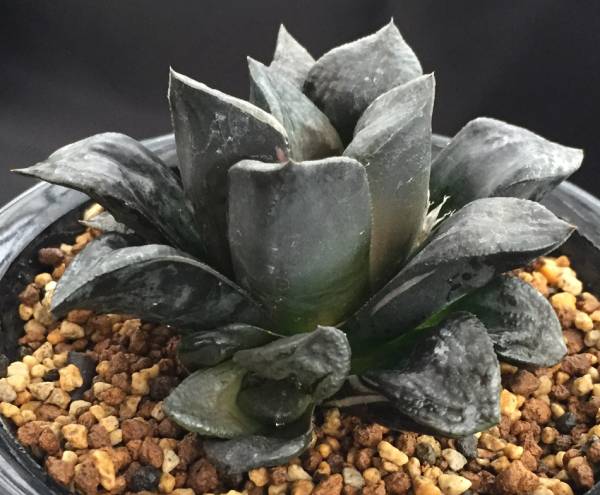 846 多肉植物・ハオルチア 万象錦hyb 白斑 ｜多肉植物 ハオルチア 万象