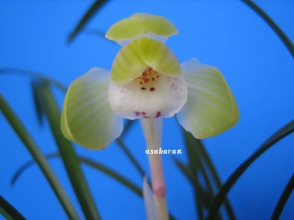 ◆◆日本春蘭　【福禄寿】　☆花芽２付　◆◆