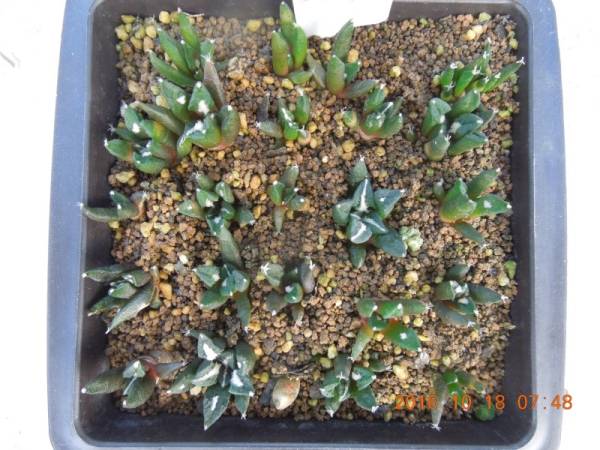 サボテン　黒牡丹　1鉢