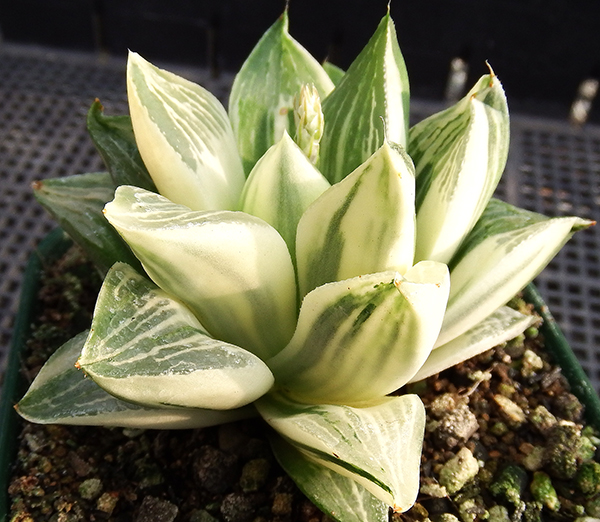 多肉植物 ハオルチア レツーサ 錦 斑入り 花、園芸 観葉植物 【公式通販】