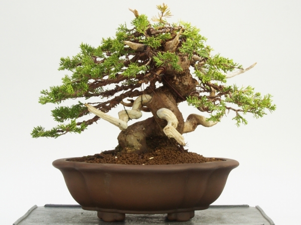 [雨竹亭] 樹齢約45年 糸魚川真柏 b8816 中品盆栽/松柏/舎利芸