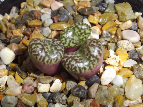 多肉植物 / コノフィツム 赤ムンダム Conophytumobcordellum“mundum
