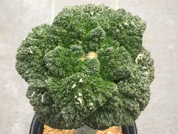 ☆ゴジラ亀甲牡丹☆多肉　サボテン