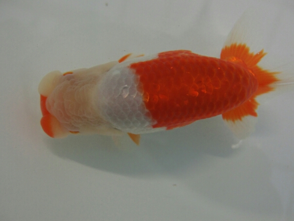 優良系統】弐歳種、観賞用らんちゅう14センチ♂(動画あり)