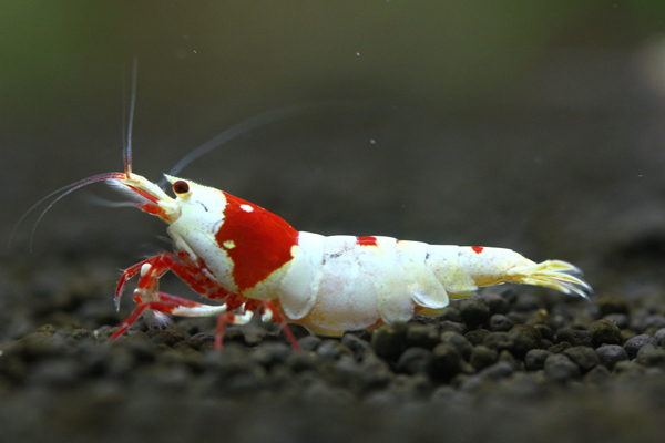 ■□ALL-GREEN□■純白で物凄く濃厚な極美超赤足雌個体！！