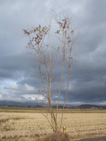 【超激得，高品質】 オトコヨウゾメ 株立 ８９５(植木、庭木)｜売買されたオークション情報、yahooの商品情報をアーカイブ公開 - オークファン 植木、庭木