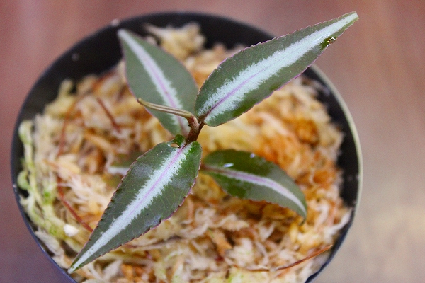 ★細葉極美種★Labisia sp.Ulu kapuas Kalimantan barat ２