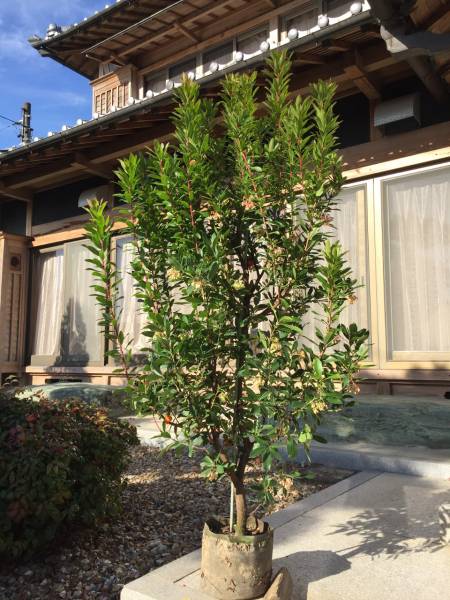 ■■ボリューム株！　紅花イチゴノキ　樹高1.6ｍ