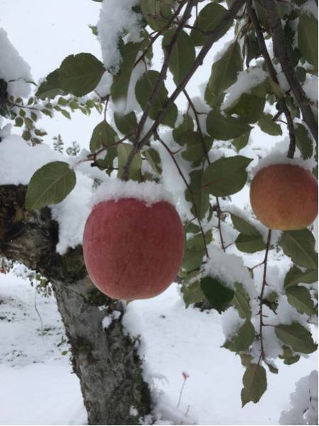 白雪ふじ 10kg