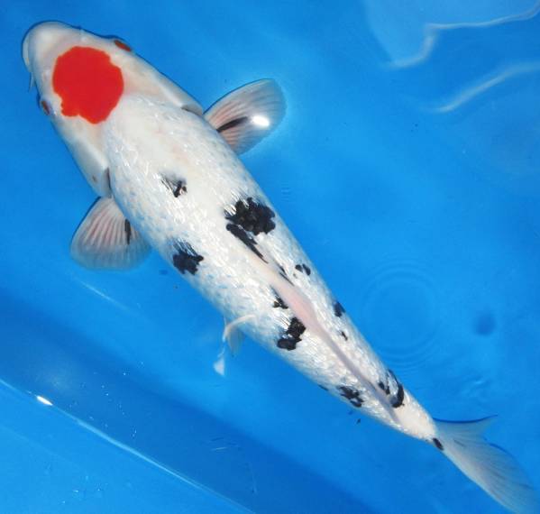 錦鯉夢屋【野池上】銀鱗丹頂大正(星野産)メス27年36cm特級122-1