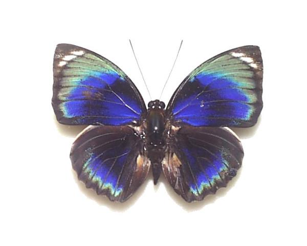 外国産蝶標本 ファルキドンミイロタテハ　Ａ-♂ ブラジル 産