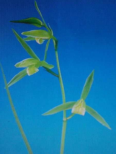 山野草　土佐寒蘭　　川登の白花