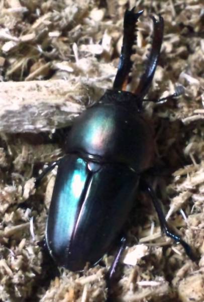 ★特殊系パプアキンイロクワガタペア★３