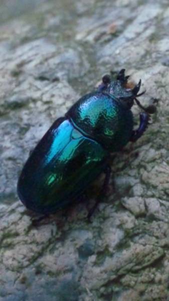 ★特殊系パプアキンイロクワガタペア★３