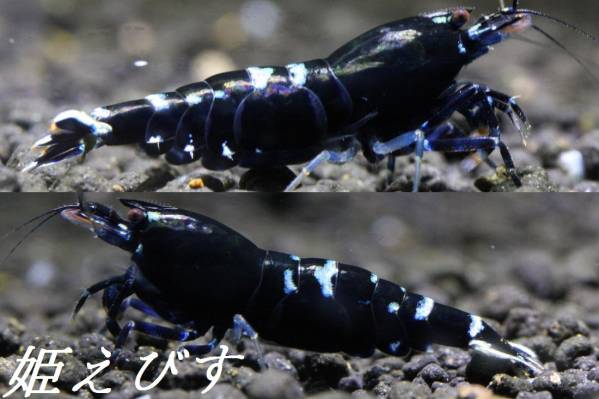 姫えびす　クラウド　３匹（♀２、♂１）腹下に模様！！