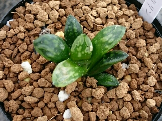 多肉植物 ハオルチア マリリン