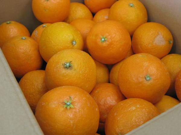 大箱10ｋｇ紅まどんな１円スタート訳あり・ヤフオク年末