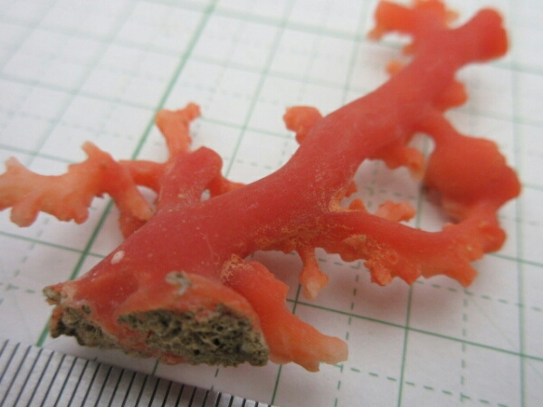 【TOP】血赤珊瑚 サンゴ 7.3g ルース 根付け 拝見 置物 m990