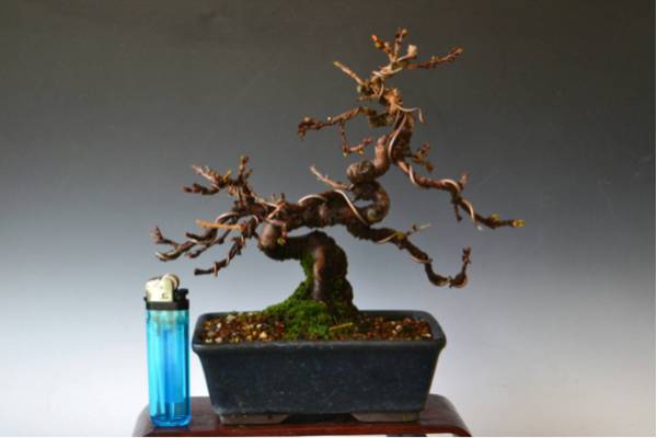 小品盆栽・十月桜 さくら