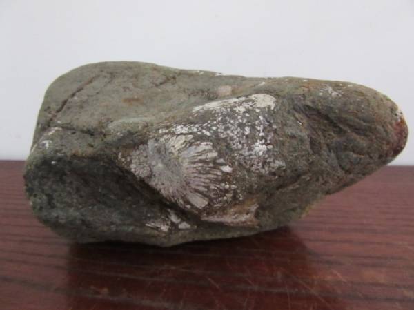 菊花石 岐阜県根尾谷産537g 鑑賞石 ヤフオク 再出値下 整理