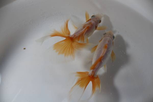 東海錦・明け二歳・合計２匹　NO8