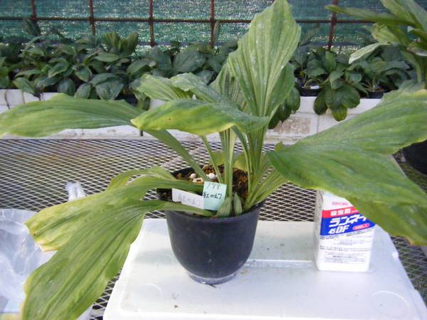 えびねバイオ開花見込み株　『紅の幻』　 １８８